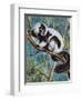 Black-And-White Ruffed Lemur (Varecia Variegata), Lemuridae-null-Framed Giclee Print