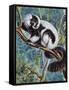 Black-And-White Ruffed Lemur (Varecia Variegata), Lemuridae-null-Framed Stretched Canvas