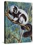 Black-And-White Ruffed Lemur (Varecia Variegata), Lemuridae-null-Stretched Canvas