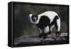 Black-And-White Ruffed Lemur-DLILLC-Framed Stretched Canvas