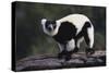 Black-And-White Ruffed Lemur-DLILLC-Stretched Canvas