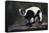 Black-And-White Ruffed Lemur-DLILLC-Framed Stretched Canvas