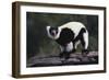 Black-And-White Ruffed Lemur-DLILLC-Framed Photographic Print