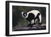 Black-And-White Ruffed Lemur-DLILLC-Framed Photographic Print