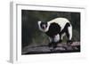 Black-And-White Ruffed Lemur-DLILLC-Framed Photographic Print