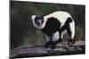 Black-And-White Ruffed Lemur-DLILLC-Mounted Photographic Print