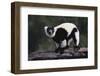 Black-And-White Ruffed Lemur-DLILLC-Framed Photographic Print