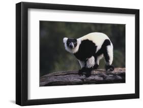 Black-And-White Ruffed Lemur-DLILLC-Framed Photographic Print