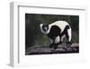 Black-And-White Ruffed Lemur-DLILLC-Framed Photographic Print