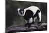 Black-And-White Ruffed Lemur-DLILLC-Mounted Photographic Print