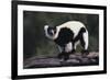 Black-And-White Ruffed Lemur-DLILLC-Framed Photographic Print