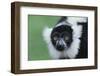 Black-And-White Ruffed Lemur-DLILLC-Framed Photographic Print