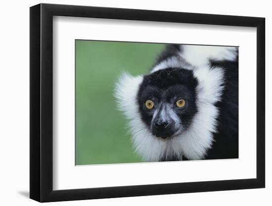 Black-And-White Ruffed Lemur-DLILLC-Framed Photographic Print