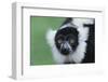 Black-And-White Ruffed Lemur-DLILLC-Framed Photographic Print