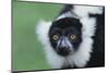 Black-And-White Ruffed Lemur-DLILLC-Mounted Photographic Print
