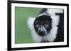 Black-And-White Ruffed Lemur-DLILLC-Framed Photographic Print