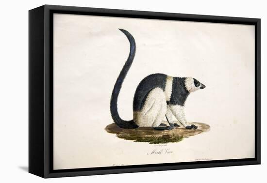 Black-And-White Ruffed Lemur-null-Framed Stretched Canvas