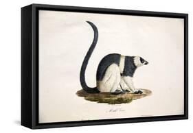 Black-And-White Ruffed Lemur-null-Framed Stretched Canvas