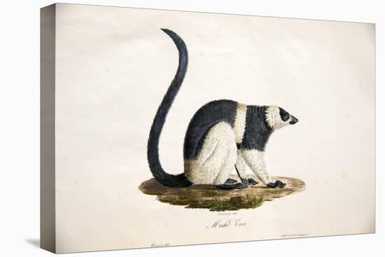 Black-And-White Ruffed Lemur-null-Stretched Canvas