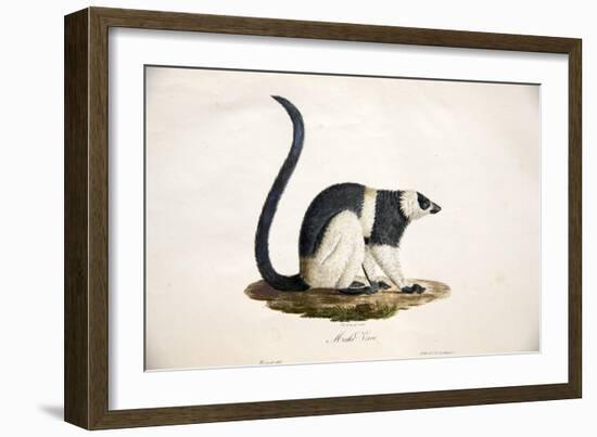 Black-And-White Ruffed Lemur-null-Framed Giclee Print