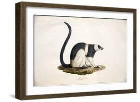 Black-And-White Ruffed Lemur-null-Framed Giclee Print