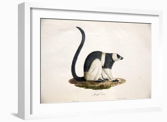 Black-And-White Ruffed Lemur-null-Framed Giclee Print