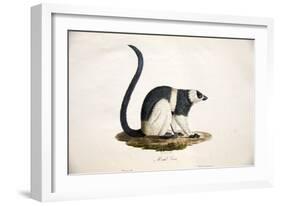 Black-And-White Ruffed Lemur-null-Framed Giclee Print