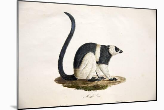 Black-And-White Ruffed Lemur-null-Mounted Giclee Print