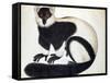 Black and White Ruffed Lemur-null-Framed Stretched Canvas