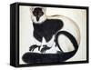 Black and White Ruffed Lemur-null-Framed Stretched Canvas
