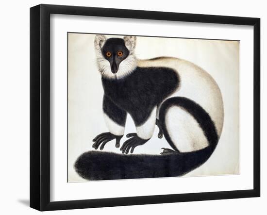 Black and White Ruffed Lemur-null-Framed Giclee Print