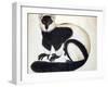 Black and White Ruffed Lemur-null-Framed Giclee Print