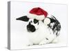 Black-And-White Spotted Rabbit Wearing a Father Christmas Hat-Mark Taylor-Stretched Canvas