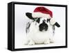 Black-And-White Spotted Rabbit Wearing a Father Christmas Hat-Mark Taylor-Framed Stretched Canvas