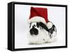 Black-And-White Spotted Rabbit Wearing a Father Christmas Hat-Mark Taylor-Framed Stretched Canvas