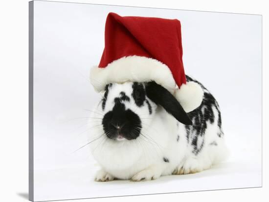 Black-And-White Spotted Rabbit Wearing a Father Christmas Hat-Mark Taylor-Stretched Canvas