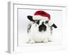 Black-And-White Spotted Rabbit Wearing a Father Christmas Hat-Mark Taylor-Framed Photographic Print