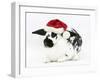 Black-And-White Spotted Rabbit Wearing a Father Christmas Hat-Mark Taylor-Framed Photographic Print