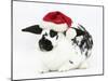 Black-And-White Spotted Rabbit Wearing a Father Christmas Hat-Mark Taylor-Mounted Photographic Print