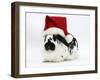 Black-And-White Spotted Rabbit Wearing a Father Christmas Hat-Mark Taylor-Framed Photographic Print