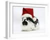 Black-And-White Spotted Rabbit Wearing a Father Christmas Hat-Mark Taylor-Framed Photographic Print