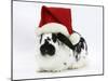 Black-And-White Spotted Rabbit Wearing a Father Christmas Hat-Mark Taylor-Mounted Photographic Print