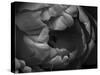 Black and White Tulip Close-Up-Magda Indigo-Stretched Canvas