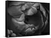 Black and White Tulip Close-Up-Magda Indigo-Framed Stretched Canvas