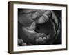 Black and White Tulip Close-Up-Magda Indigo-Framed Photographic Print