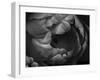 Black and White Tulip Close-Up-Magda Indigo-Framed Photographic Print