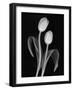 Black and White Tulip-Anna Miller-Framed Photographic Print