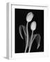 Black and White Tulip-Anna Miller-Framed Photographic Print