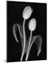 Black and White Tulip-Anna Miller-Mounted Photographic Print