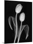 Black and White Tulip-Anna Miller-Mounted Photographic Print